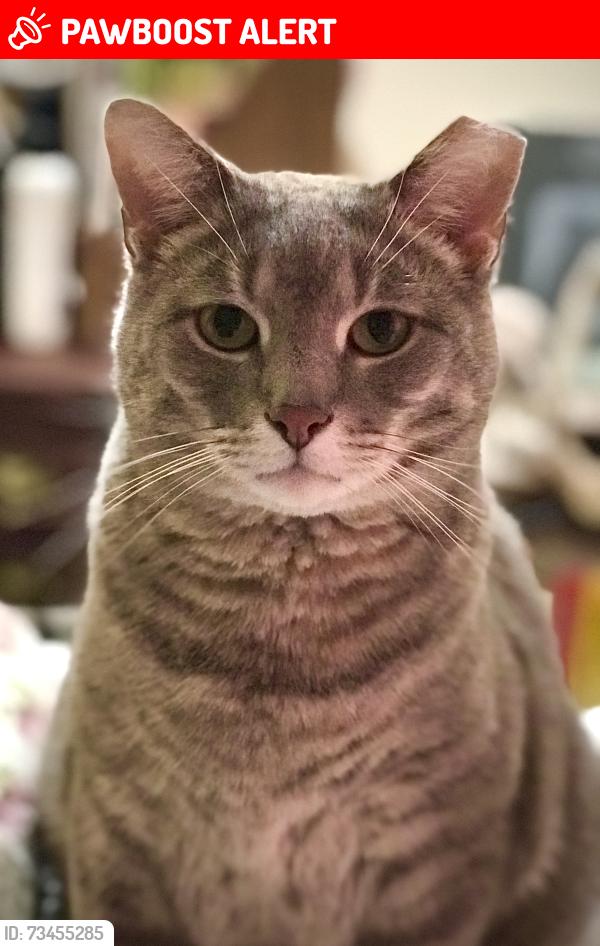 Lost Male Cat last seen Ashcraft Dr and Rt 16 Broad St, Harrison Township, OH 43023