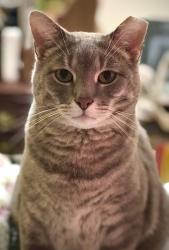 Lost Male Cat last seen Ashcraft Dr and Rt 16 Broad St, Harrison Township, OH 43023