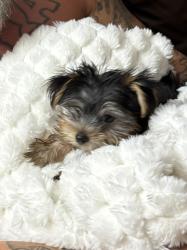 Lost Female Dog last seen Arizona Ave and Chandler Blvd, Chandler, AZ 85225