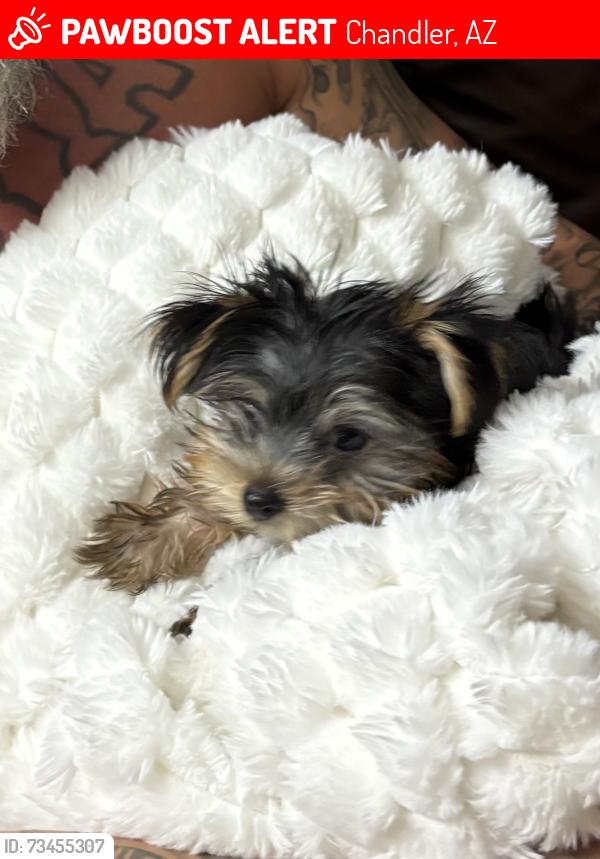 Lost Female Dog last seen Arizona Ave and Chandler Blvd, Chandler, AZ 85225