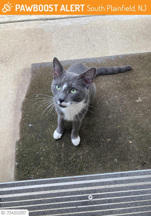 Found/Stray Unknown Cat last seen New Durham Road and Stelton Road (Piscataway/South Plainfield border), South Plainfield, NJ 07080