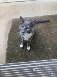 Found/Stray Unknown Cat last seen New Durham Road and Stelton Road (Piscataway/South Plainfield border), South Plainfield, NJ 07080