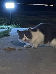 Found/Stray Unknown Cat last seen Residential area, San Diego, CA 92173