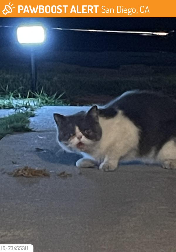 Found/Stray Unknown Cat last seen Residential area, San Diego, CA 92173