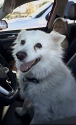 Lost Male Dog last seen Mission & Mesa, Oceanside, CA 92054