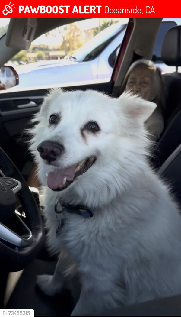 Lost Male Dog last seen Mission & Mesa, Oceanside, CA 92054