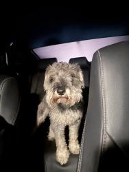 Found/Stray Unknown Dog last seen Imperial and san pedro, Los Angeles, CA 90061