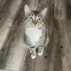 Lost Male Cat last seen between N 33rd St and N 34th St, Omaha, NE 68111