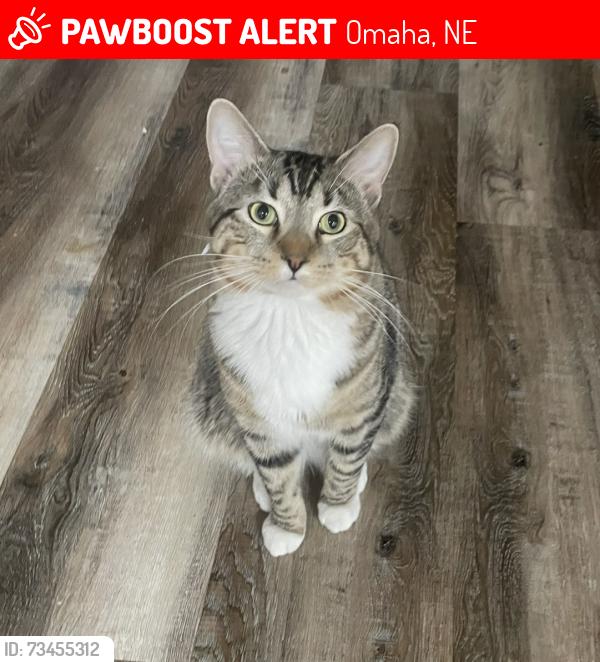 Lost Male Cat last seen between N 33rd St and N 34th St, Omaha, NE 68111