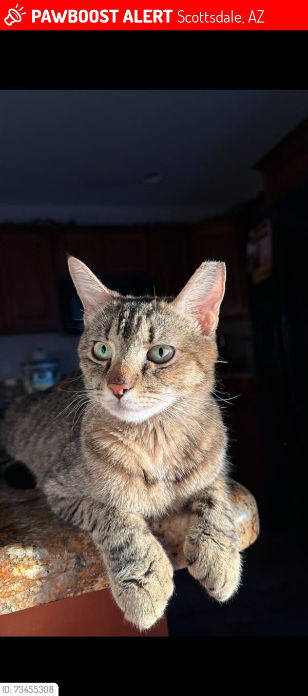 Lost Female Cat last seen N 87th street and E oak street, Scottsdale, AZ 85257