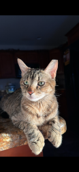 Lost Female Cat last seen N 87th street and E oak street, Scottsdale, AZ 85257