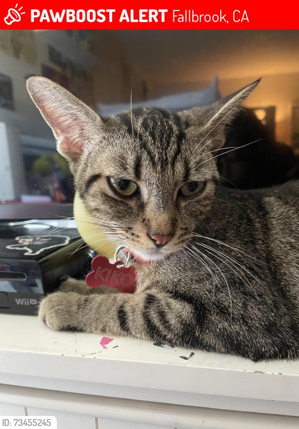 Lost Female Cat last seen Hawthorne and mission, Fallbrook, CA 92028