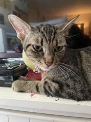 Lost Female Cat last seen Hawthorne and mission, Fallbrook, CA 92028