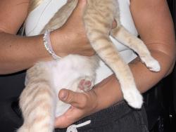 Reunited Unknown Cat last seen Linda vista, San Marcos, CA 92069