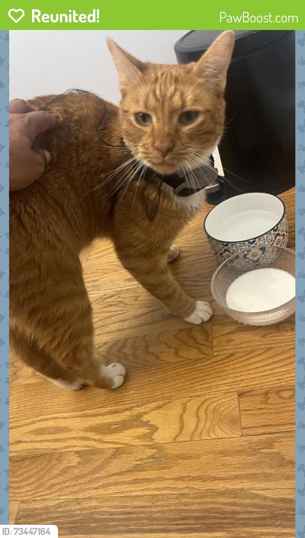 Reunited Unknown Cat last seen Cumming highway near chipotle, Sugar Hill, GA 30518