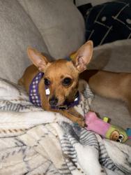 Found/Stray Female Dog last seen Residence Inn by Marriott, Redlands, CA 92374