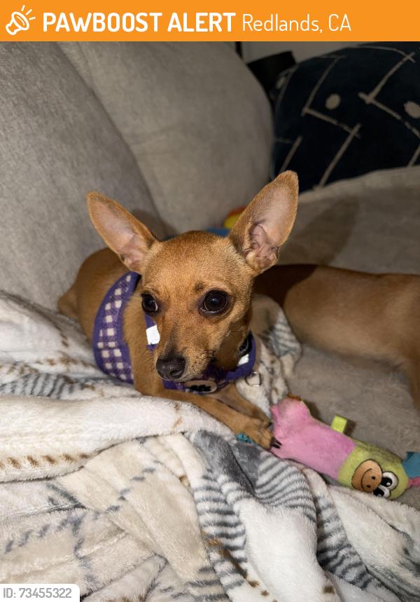 Found/Stray Female Dog last seen Residence Inn by Marriott, Redlands, CA 92374