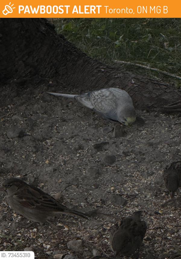 Found/Stray Unknown Bird last seen Hyde Park s off of Vanderhoof east of Brentcliffe, Toronto, ON M4G 4B4