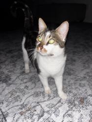 Reunited Female Cat last seen Summerfield Place Drive- up the street about a mile from university of west Georgia, Carrollton, GA 30117