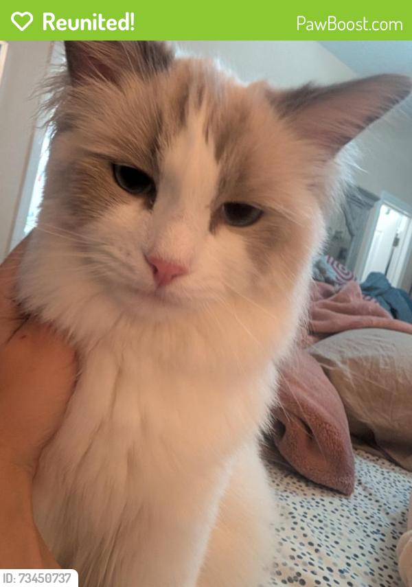 Reunited Male Cat last seen Near Falcon Crest Pl, Lake Mary, FL 32746