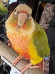 Lost Female Bird last seen ethanac rd, Romoland, CA 92585