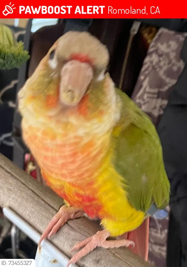 Lost Female Bird last seen ethanac rd, Romoland, CA 92585