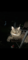 Lost Male Cat last seen Place liberte, N church rd, Liberty, MO 64068