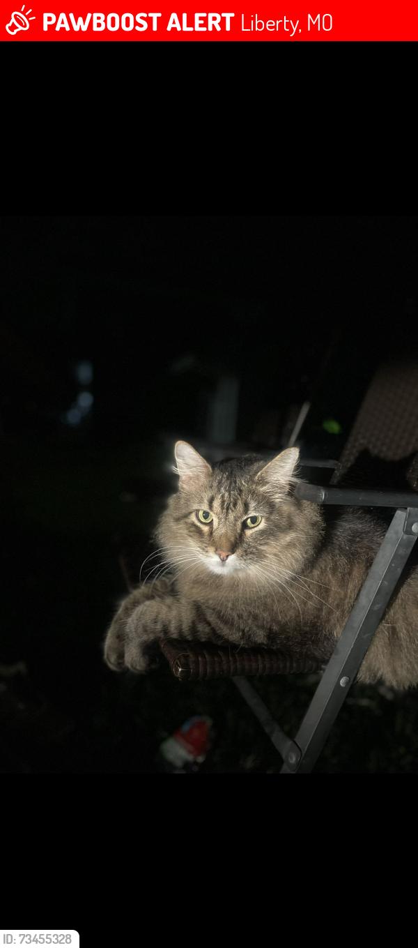 Lost Male Cat last seen Place liberte, N church rd, Liberty, MO 64068