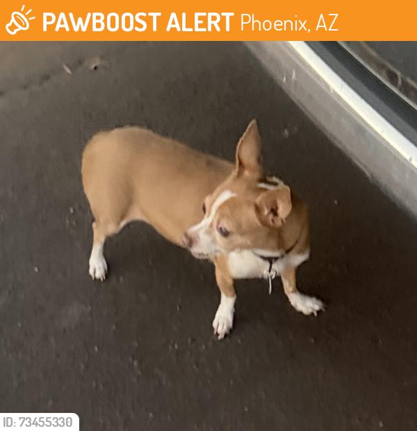 Found/Stray Female Dog last seen South of Elliot Road, Phoenix, AZ 85044