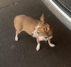 Found/Stray Female Dog last seen South of Elliot Road, Phoenix, AZ 85044
