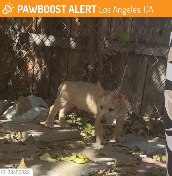 Found/Stray Male Dog last seen Street across Burbank middle school, Los Angeles, CA 90042