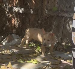 Found/Stray Male Dog last seen Street across Burbank middle school, Los Angeles, CA 90042