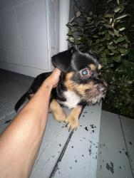 Reunited Male Dog last seen Avenue Q 1/2, Galveston, TX 77551