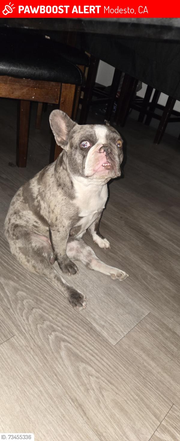 Lost Female Dog last seen El vista and Yosemite, Modesto, CA 95354