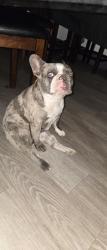 Lost Female Dog last seen El vista and Yosemite, Modesto, CA 95354