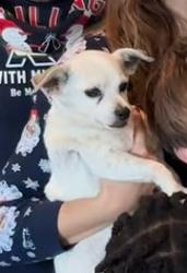 Lost Female Dog last seen W Dove Valley Rd. And N Slide Rock Dr, Phoenix, AZ 85086