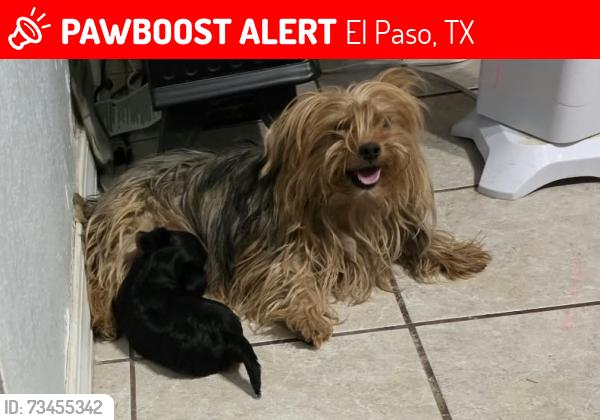 Lost Female Dog last seen Santa Barbara Dr & Monterrey, El Paso, TX 79915