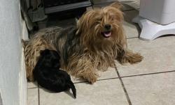 Lost Female Dog last seen Santa Barbara Dr & Monterrey, El Paso, TX 79915