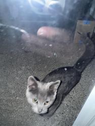 Found/Stray Male Cat last seen Lake Moneysmith, Lake Holm, WA 98092