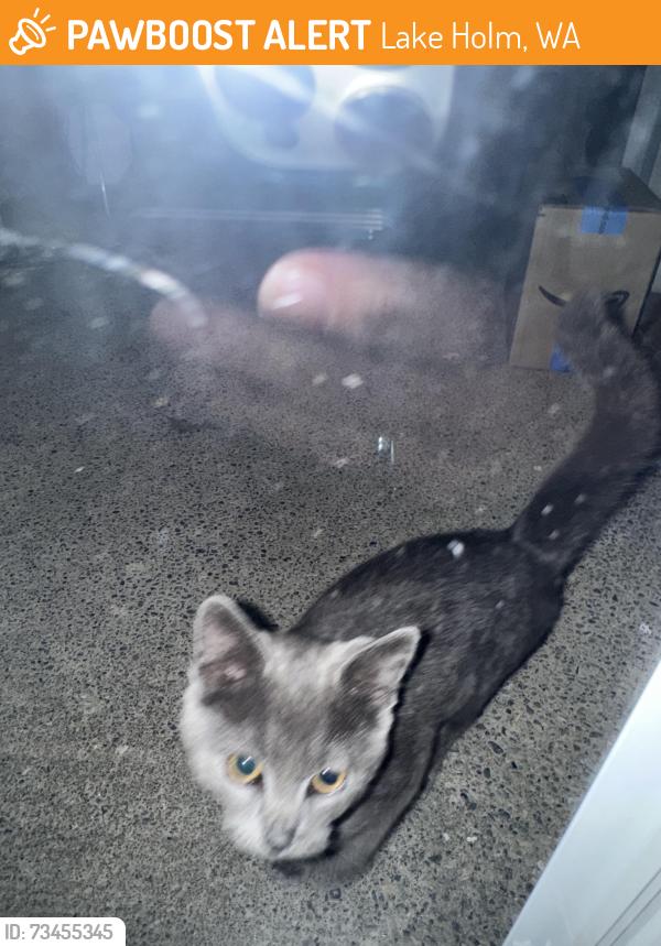 Found/Stray Male Cat last seen Lake Moneysmith, Lake Holm, WA 98092