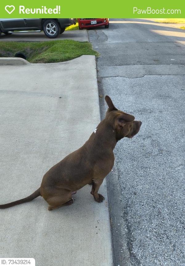 Reunited Male Dog last seen Button St., Houston, TX 77009