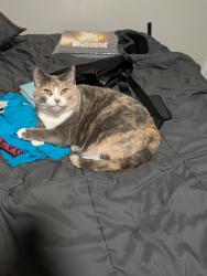 Lost Female Cat last seen Baywood Park apmt complex building 6 at St. Albert Trail NW and 117th Ave., Edmonton, AB T5M 3L5