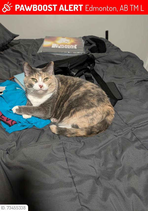 Lost Female Cat last seen Baywood Park apmt complex building 6 at St. Albert Trail NW and 117th Ave., Edmonton, AB T5M 3L5