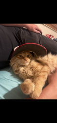 Reunited Male Cat last seen Westminster Homes 80th and Sheridan, Westminster, CO 80031