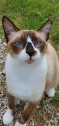 Lost Male Cat last seen Fortune ave./ lisenby/ frankfort/ 23rd st, Panama City, FL 32405