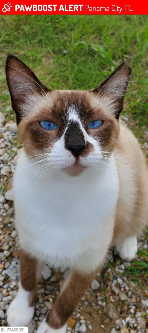 Lost Male Cat last seen Fortune ave./ lisenby/ frankfort/ 23rd st, Panama City, FL 32405