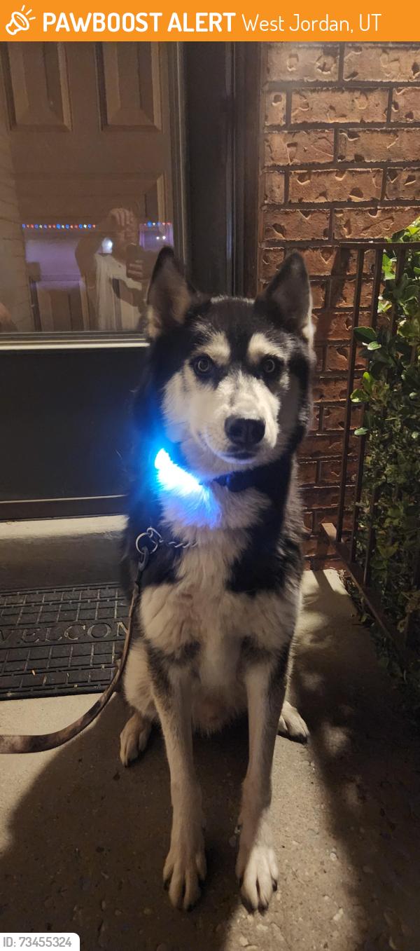 Found/Stray Male Dog last seen 6500s 5135w, West Jordan, UT 84081