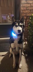 Found/Stray Male Dog last seen 6500s 5135w, West Jordan, UT 84081