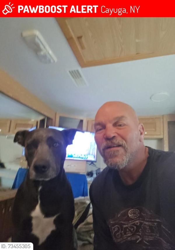 Lost Female Dog last seen I 90 Mile Marker 306 - Cayuga County, Cayuga, NY 13034