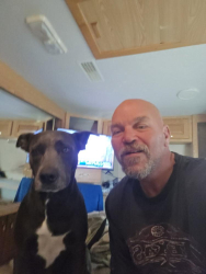 Lost Female Dog last seen I 90 Mile Marker 306 - Cayuga County, Cayuga, NY 13034